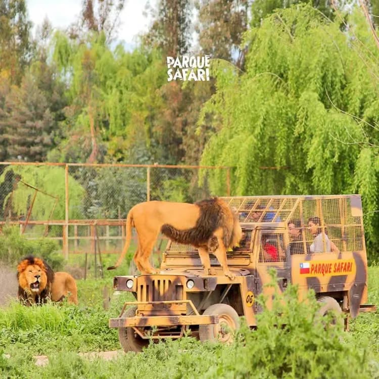 Jeep de safari con jaula sobre el que camina un león, en el Parque Safari, con otro león en el pasto y árboles al fondo